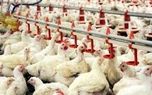 تامین مرغ برای بازار قزوین اولویت تولیدکنندگان باشد